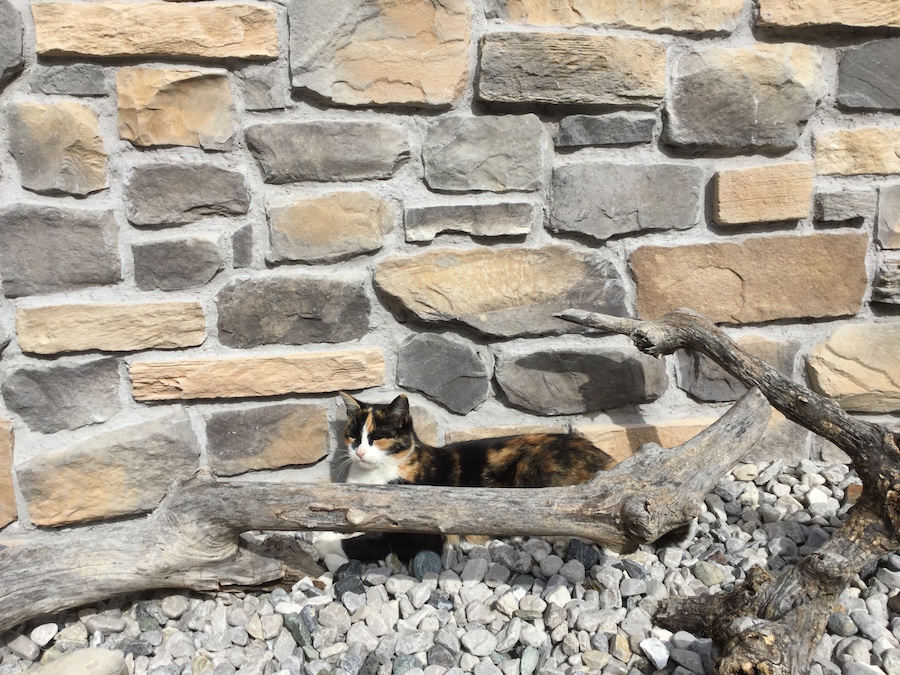 Catalogue - Stone veneer - Mix Alpina | Wild Stone